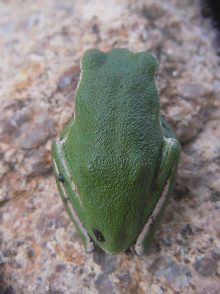 Hyla.... dalla Gallura - Hyla sarda